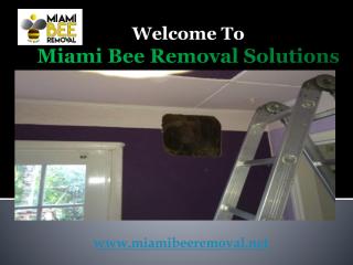 Miami Bee Removal(1).pdf